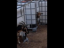 Different IBC Totes Uses